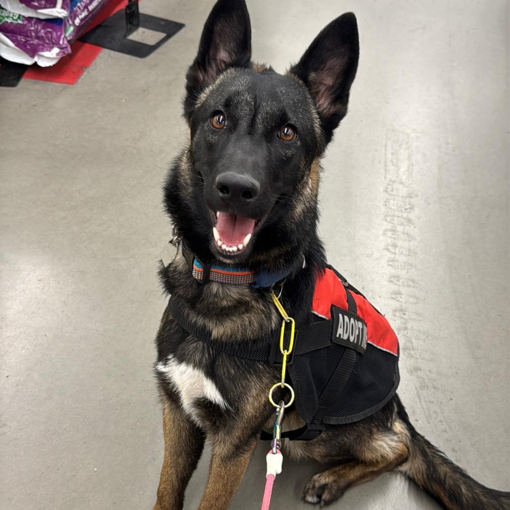Enlarge Mariana, a Adoptable mixed breed in Las Vegas, NV image 5/6