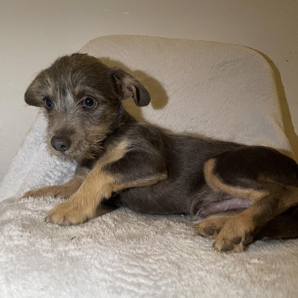 Cookie, a Adoptable Cairn Terrier in Tucson, AZ image 1/2