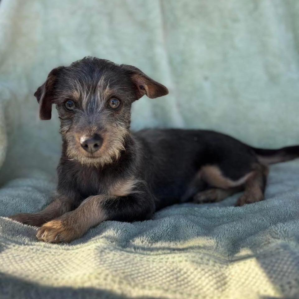 Cookie, a Adoptable Cairn Terrier in Tucson, AZ image 2/2