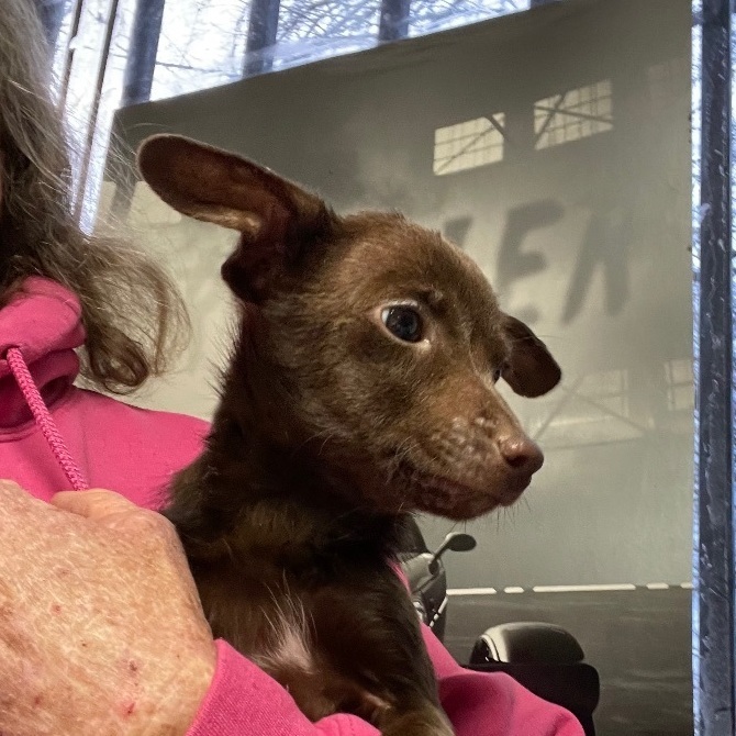 Chocolate Babka, a Adoptable Chihuahua in Fresno, CA image 1/2