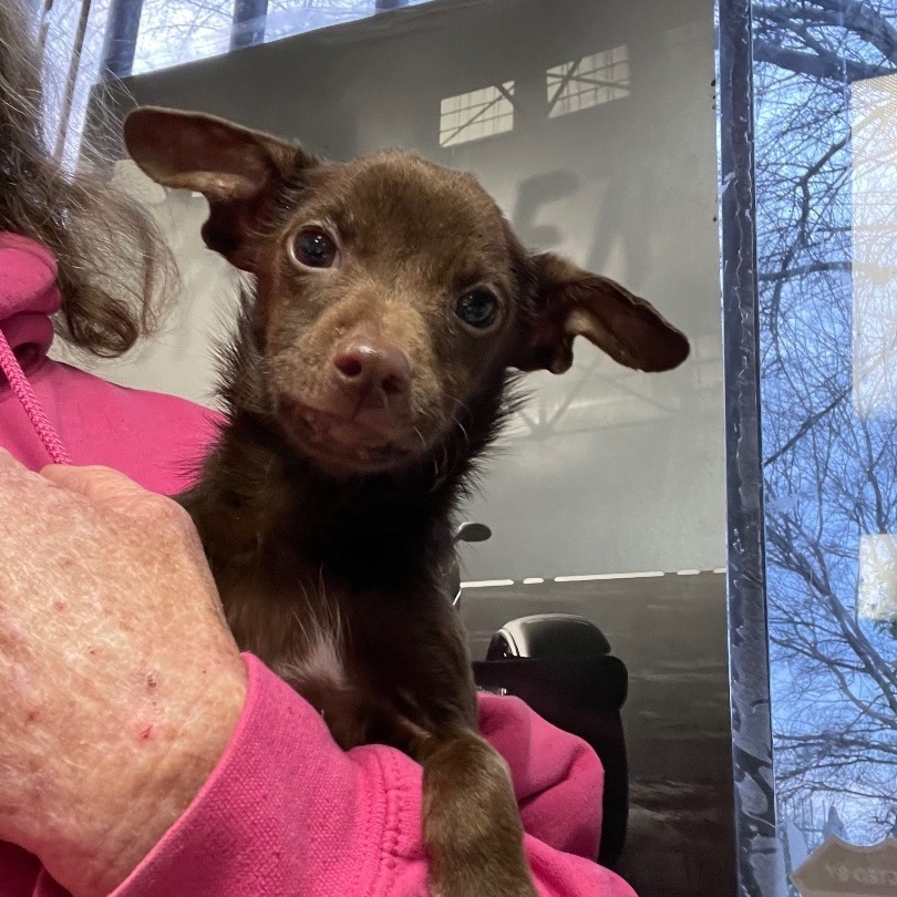 Chocolate Babka, a Adoptable Chihuahua in Fresno, CA image 2/2
