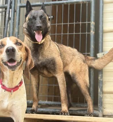 Meredith, a Adoptable Belgian Shepherd / Malinois in Fairfax, VA image 5/6