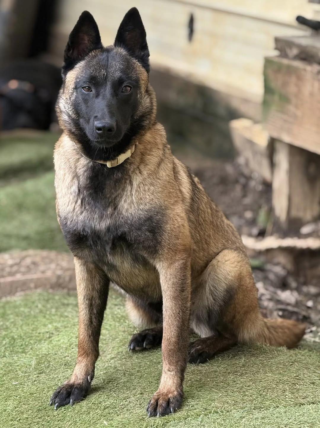 Meredith, Adoptable, Young Female Belgian Shepherd / Malinois.