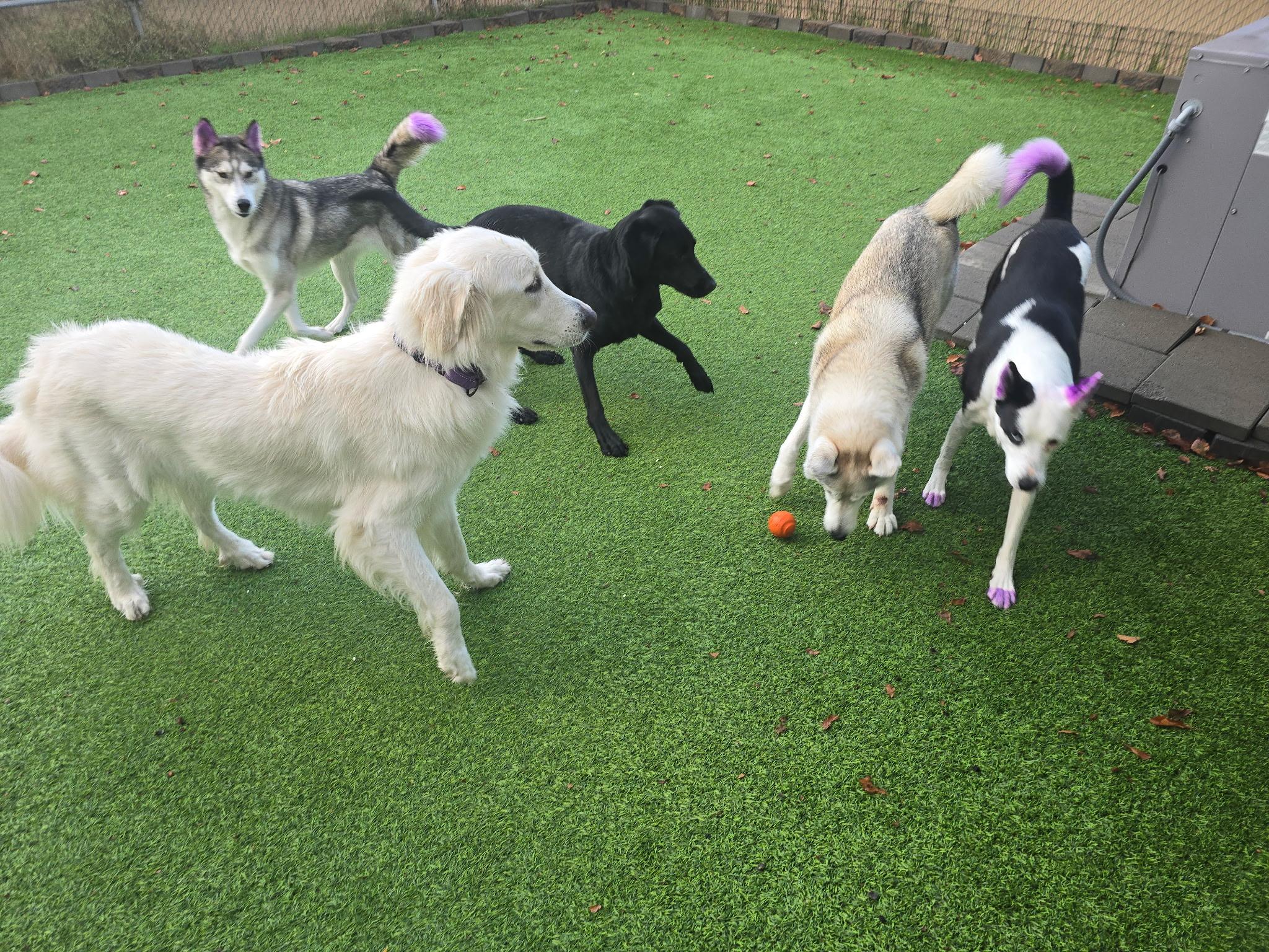 Dovie, a Adoptable mixed breed in Vancouver, WA image 3/5