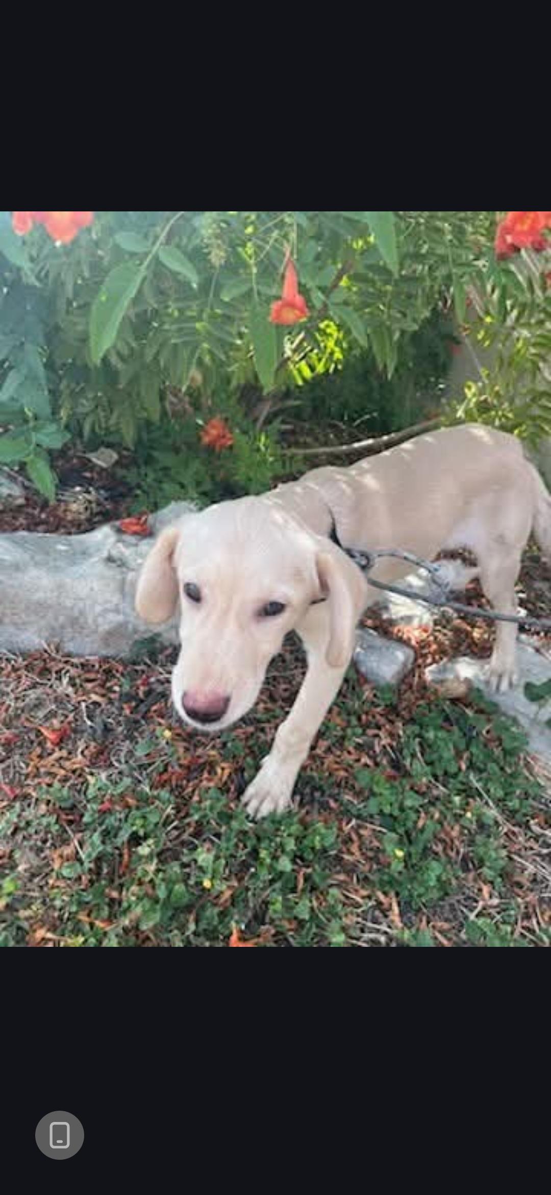 Enlarge Austin, a Adopted mixed breed in Miami, FL image 2/2