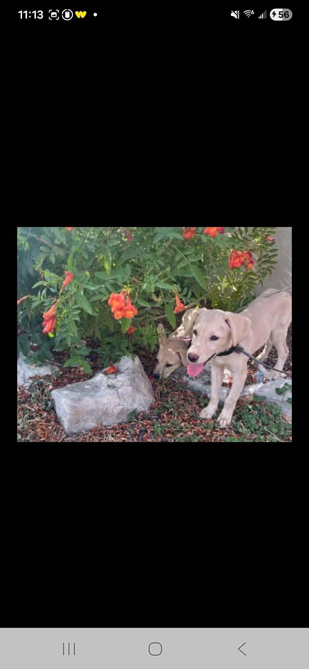 Austin, Adopted, Young Male Labrador Retriever.