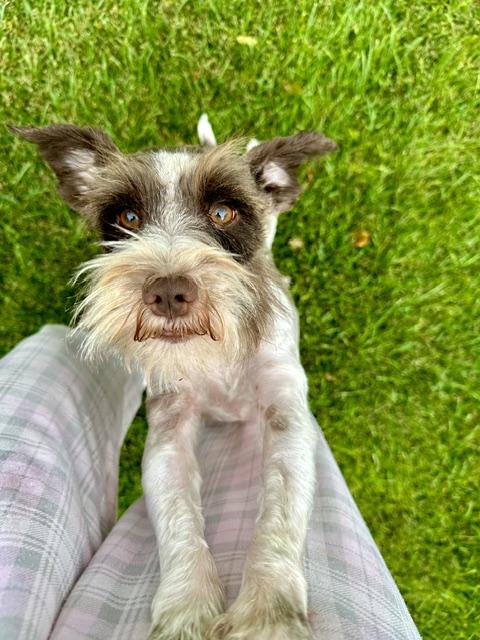 Enlarge Charlie, a Adopted Miniature Schnauzer in Salt Lake City, UT image 3/5