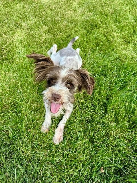 Enlarge Charlie, a Adopted Miniature Schnauzer in Salt Lake City, UT image 2/5
