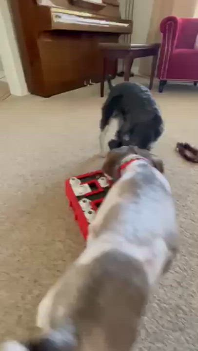 Enlarge Charlie, a Adopted Miniature Schnauzer in Salt Lake City, UT video 5/5