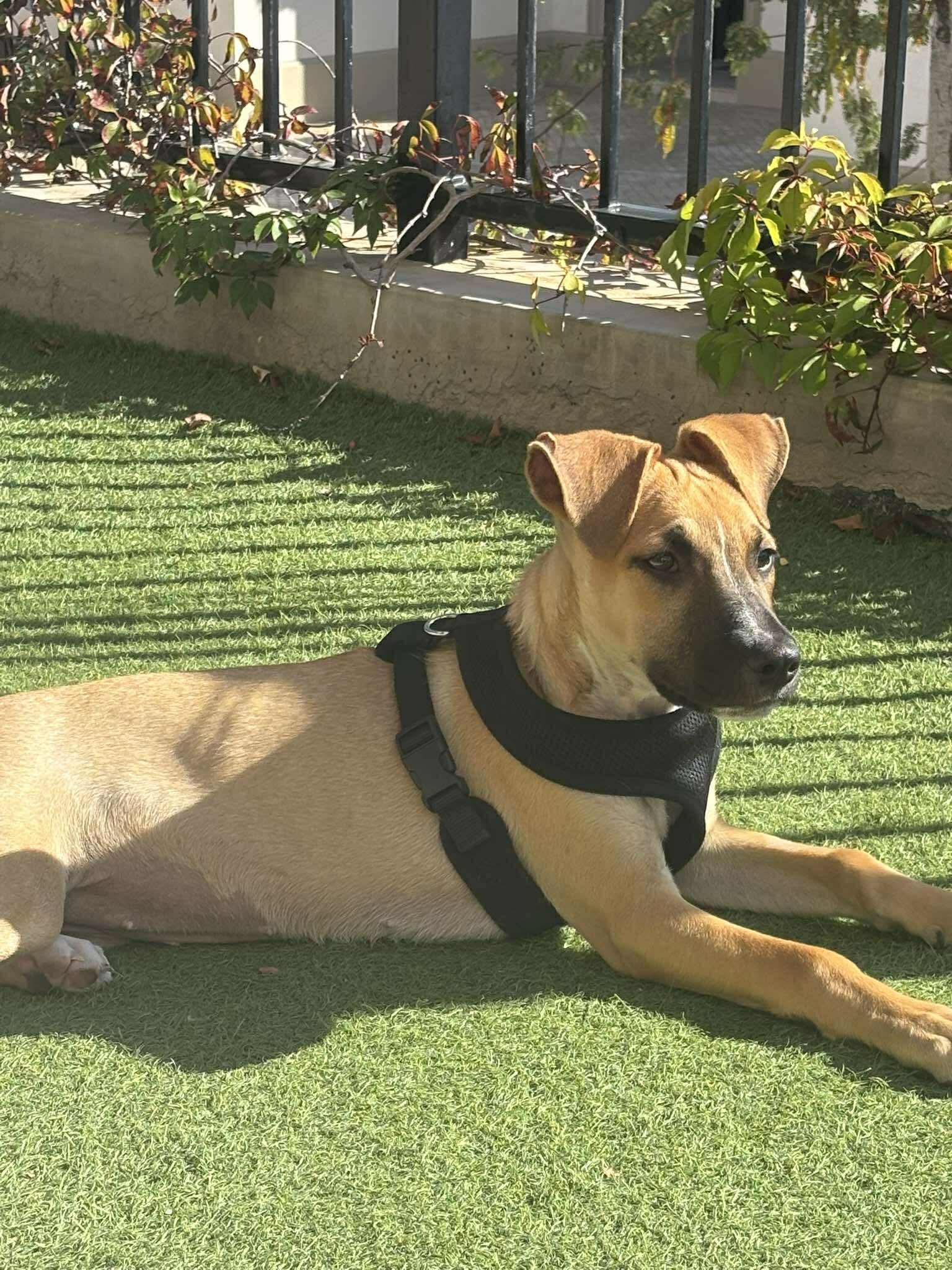 Enlarge Sandy, a ADOPTABLE mixed breed in Puyallup, WA image 4/5