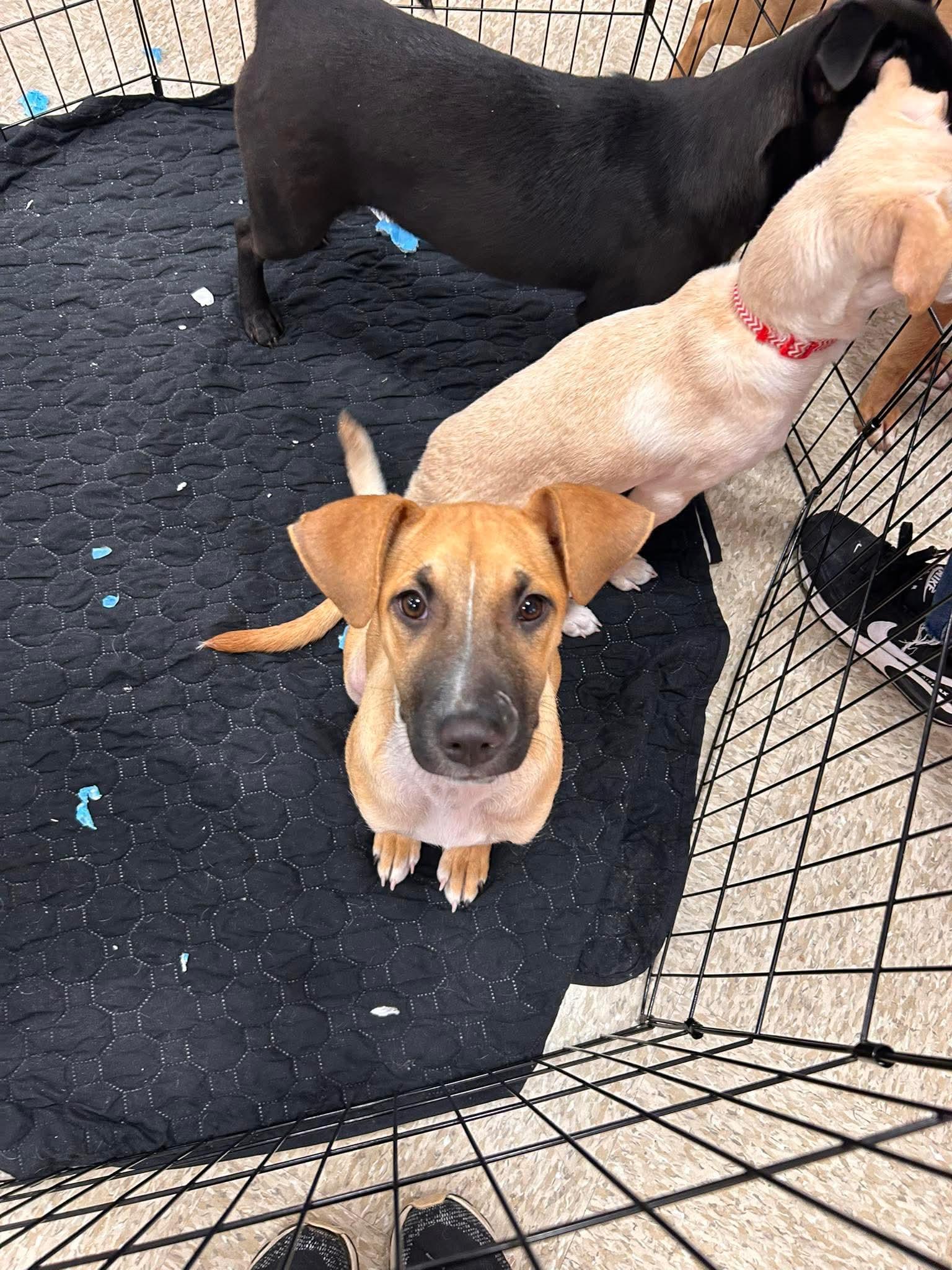 Enlarge Sandy, a ADOPTABLE mixed breed in Puyallup, WA image 1/5