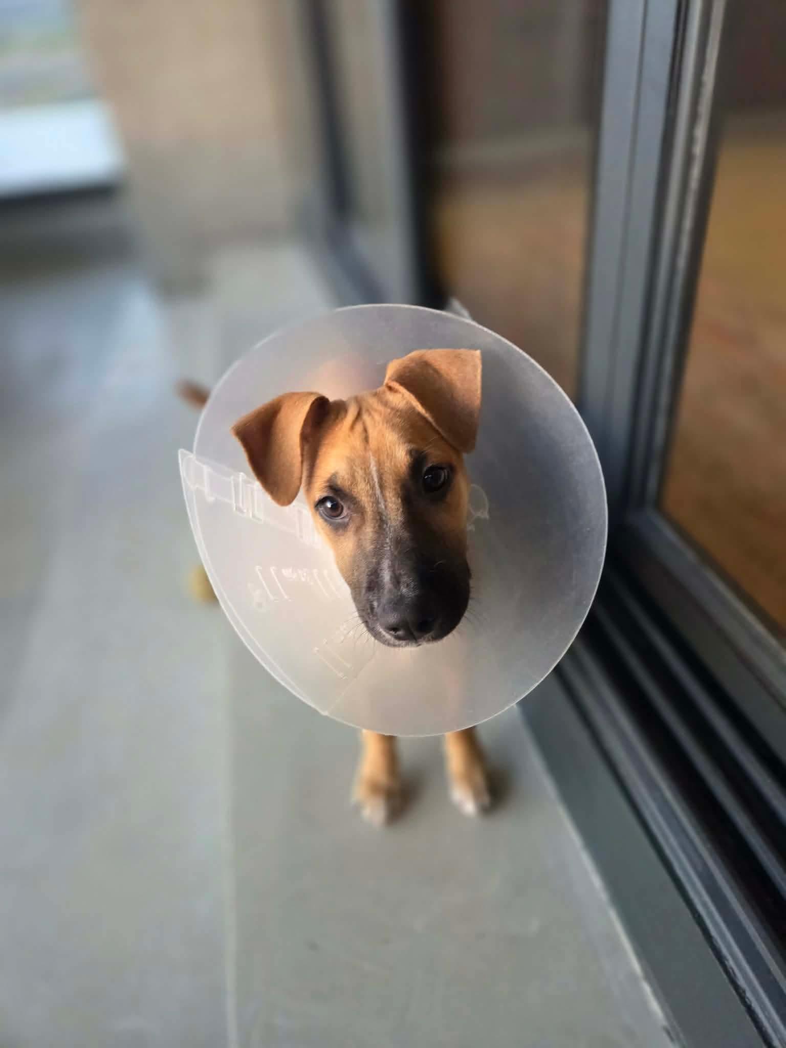 Enlarge Sandy, a ADOPTABLE mixed breed in Puyallup, WA image 5/5