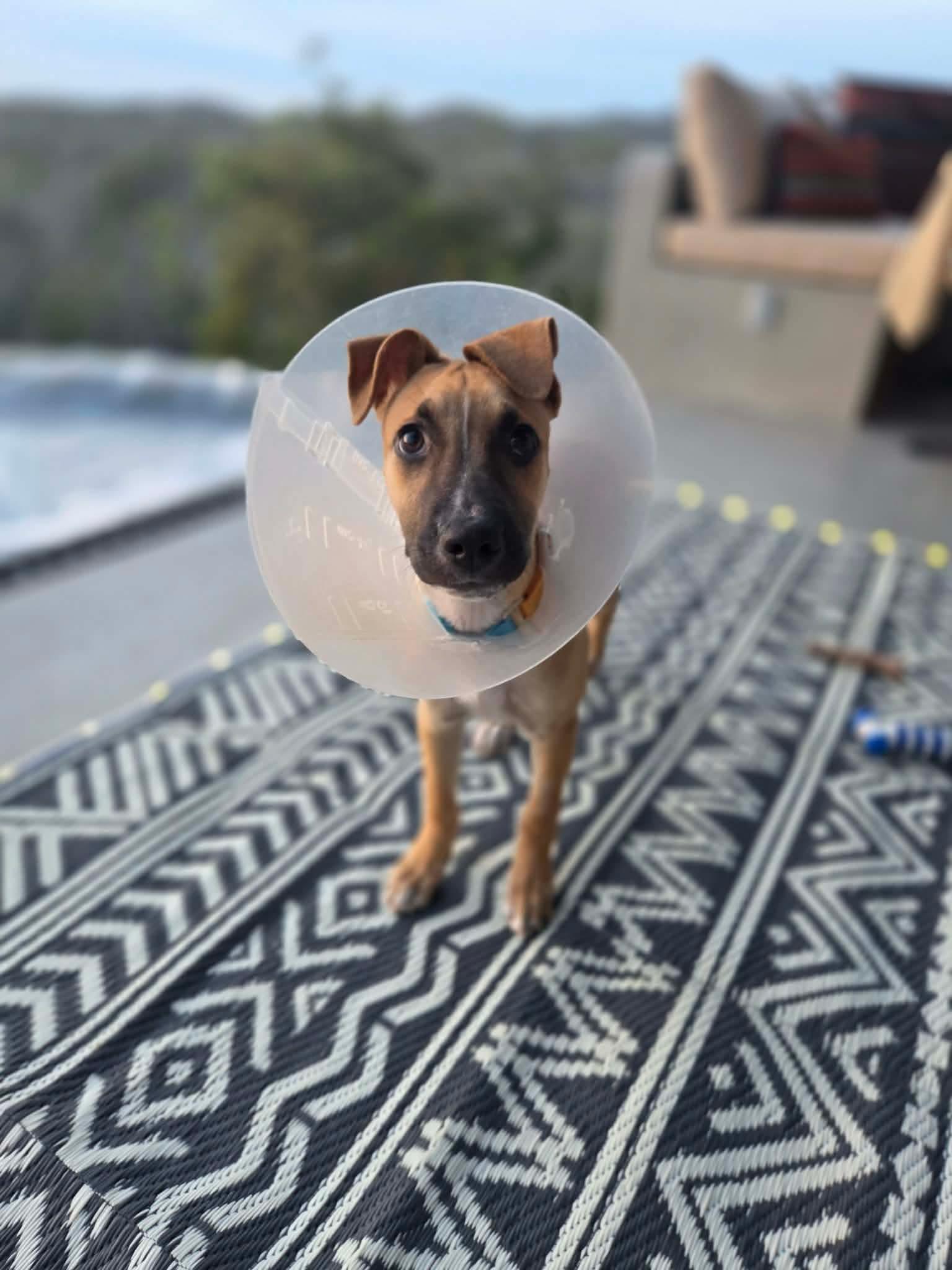 Enlarge Sandy, a ADOPTABLE mixed breed in Puyallup, WA image 3/5