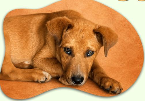 Squash, adopted, Young Female Mixed Breed.