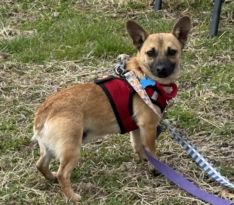 Chulo, an adopted Chihuahua in Landenberg, PA image 1/3