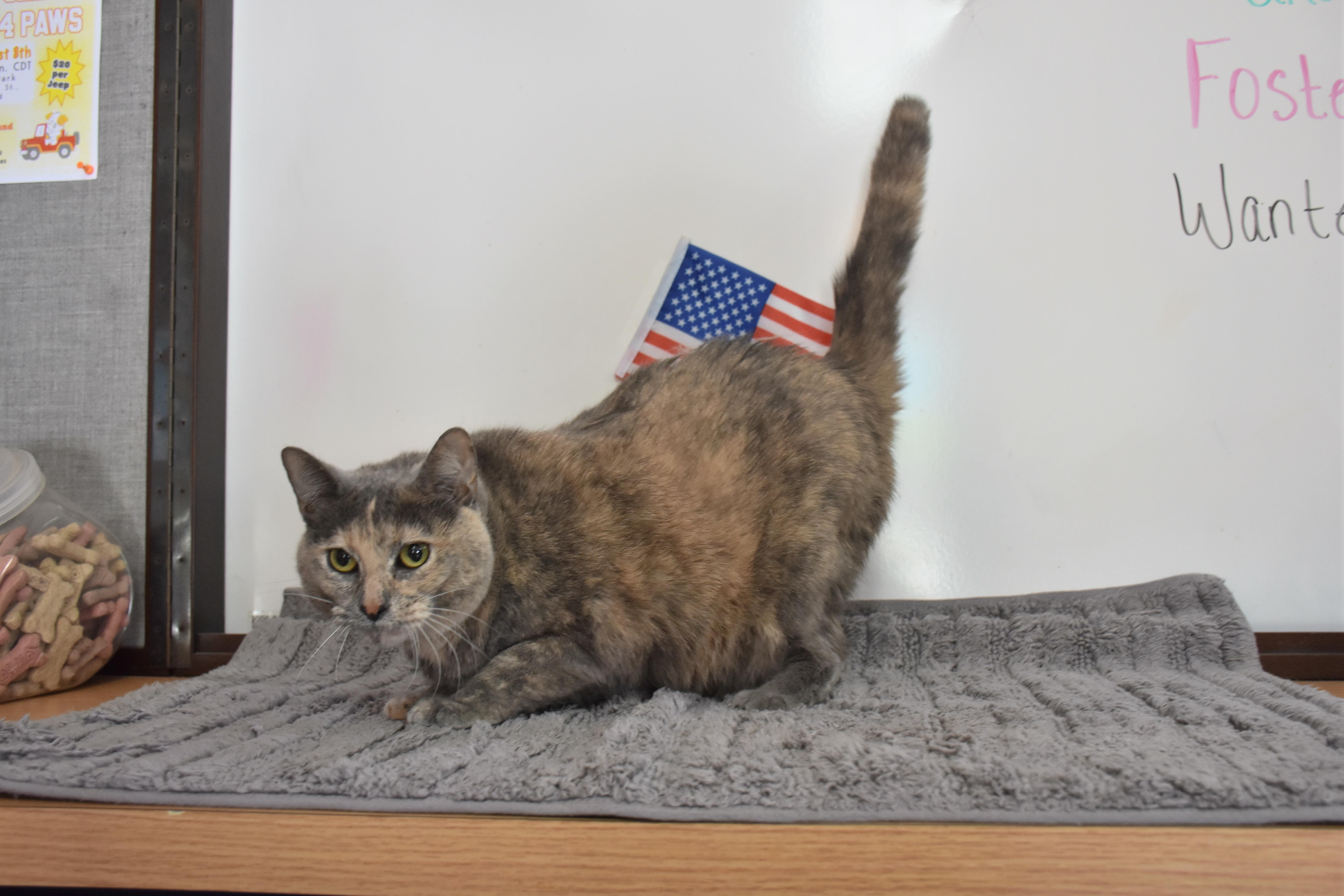 Enlarge Charcoal, a ADOPTABLE Dilute Tortoiseshell in North Judson, IN image 1/1