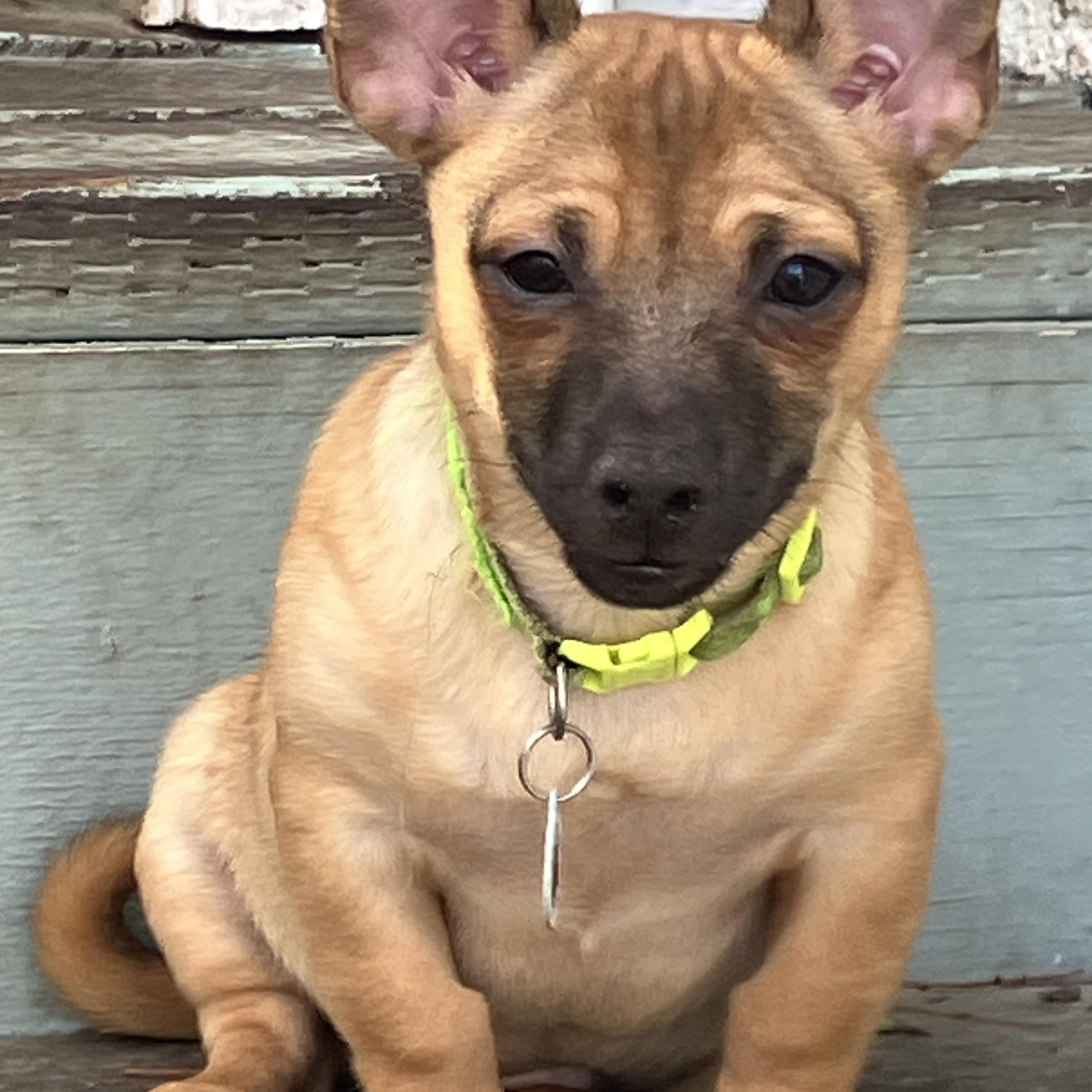 Enlarge Jinx , a ADOPTABLE mixed breed in Santa Monica, CA image 3/5