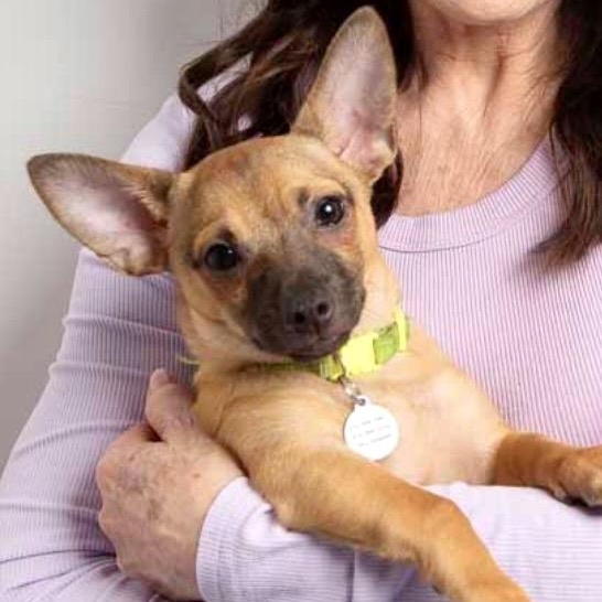 Enlarge Jinx , a ADOPTABLE mixed breed in Santa Monica, CA image 2/5