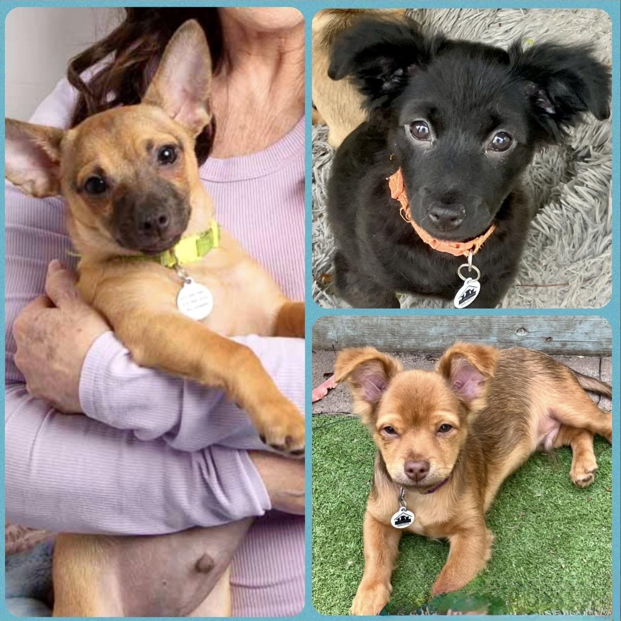 Enlarge Jinx , a ADOPTABLE mixed breed in Santa Monica, CA image 4/5