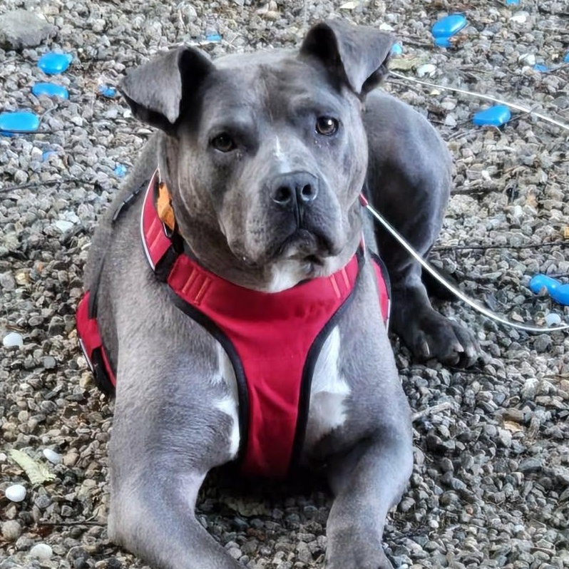Opie, Adoptable, Adult Male Pit Bull Terrier.
