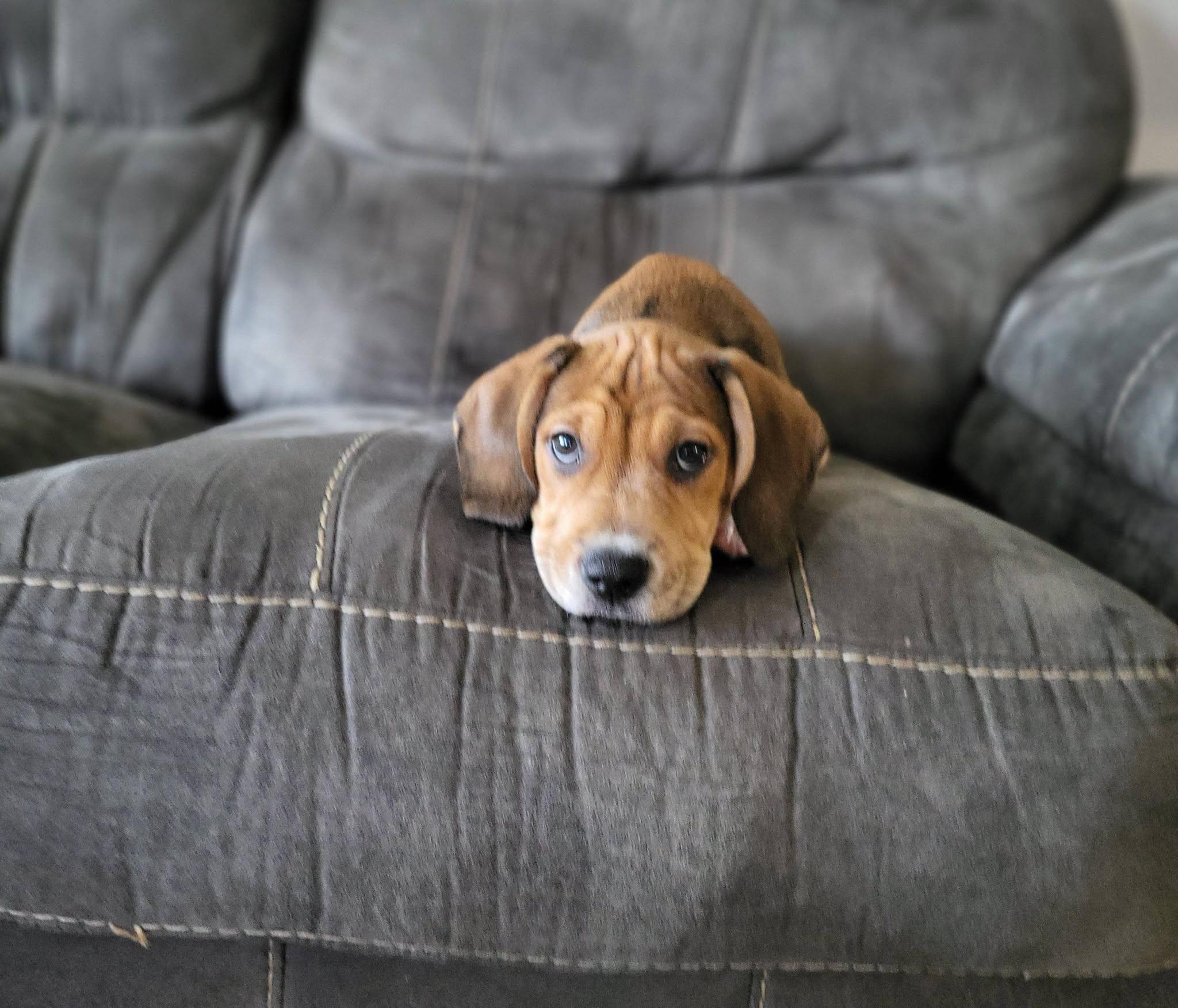 Tito, a ADOPTABLE mixed breed in Petersburg, IN image 5/6