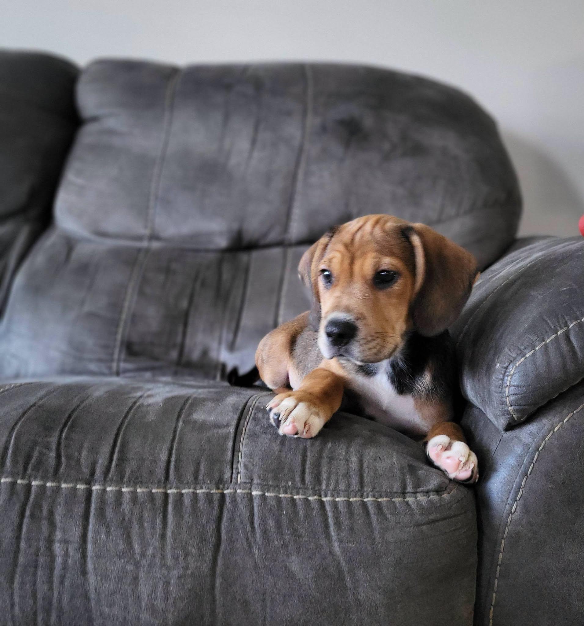 Tito, a ADOPTABLE mixed breed in Petersburg, IN image 4/6