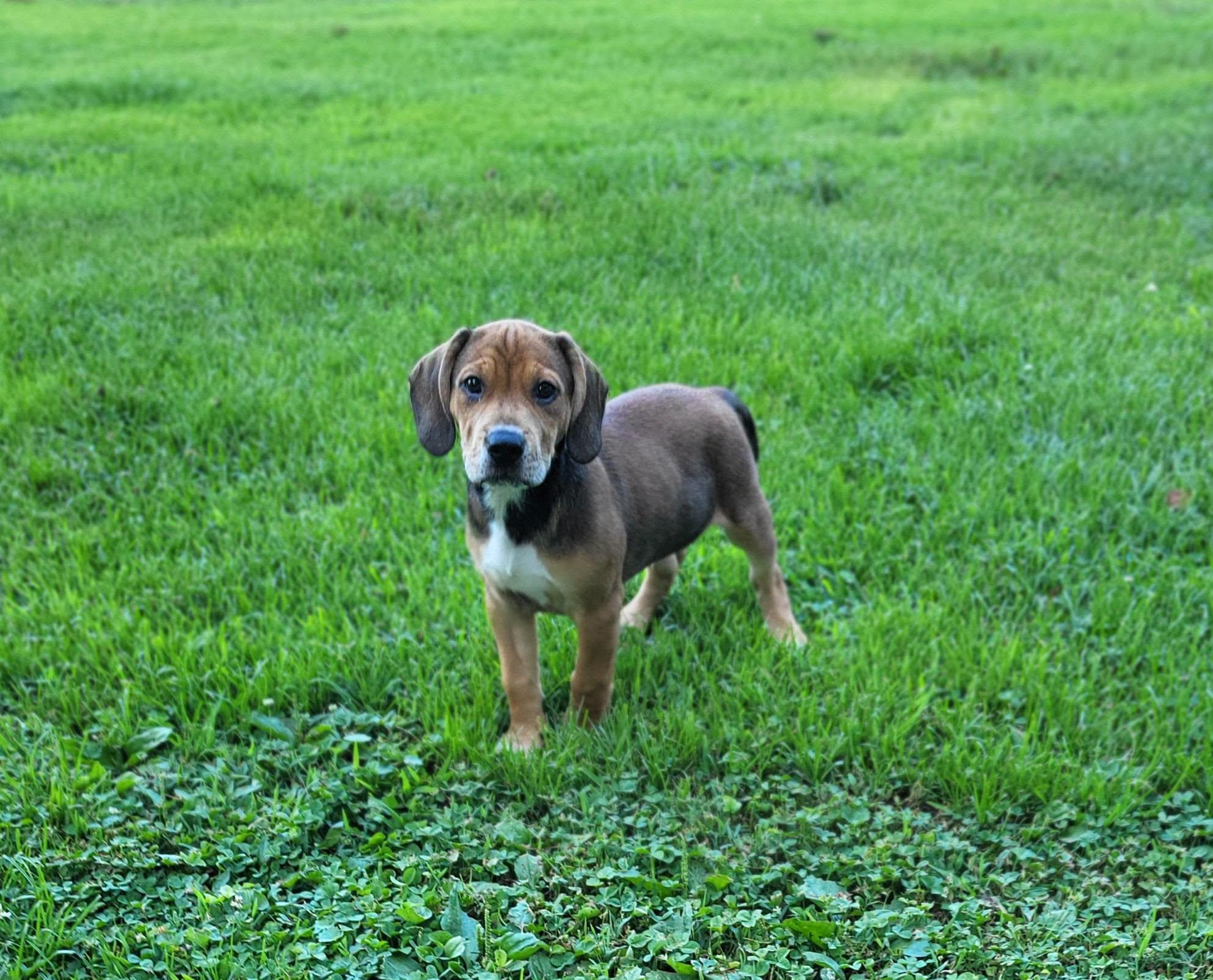 Tito, a ADOPTABLE mixed breed in Petersburg, IN image 2/6
