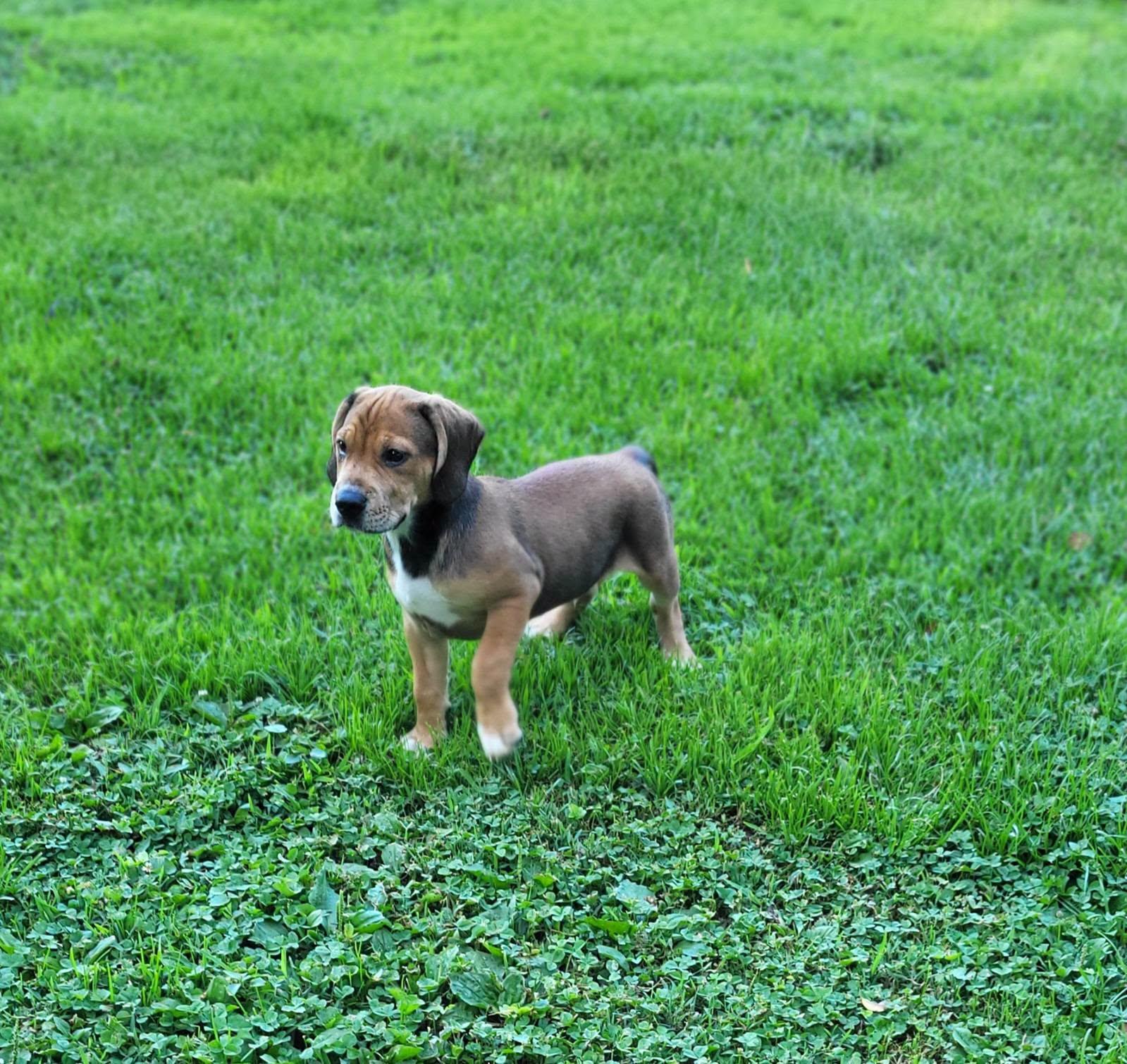 Tito, a ADOPTABLE mixed breed in Petersburg, IN image 3/6
