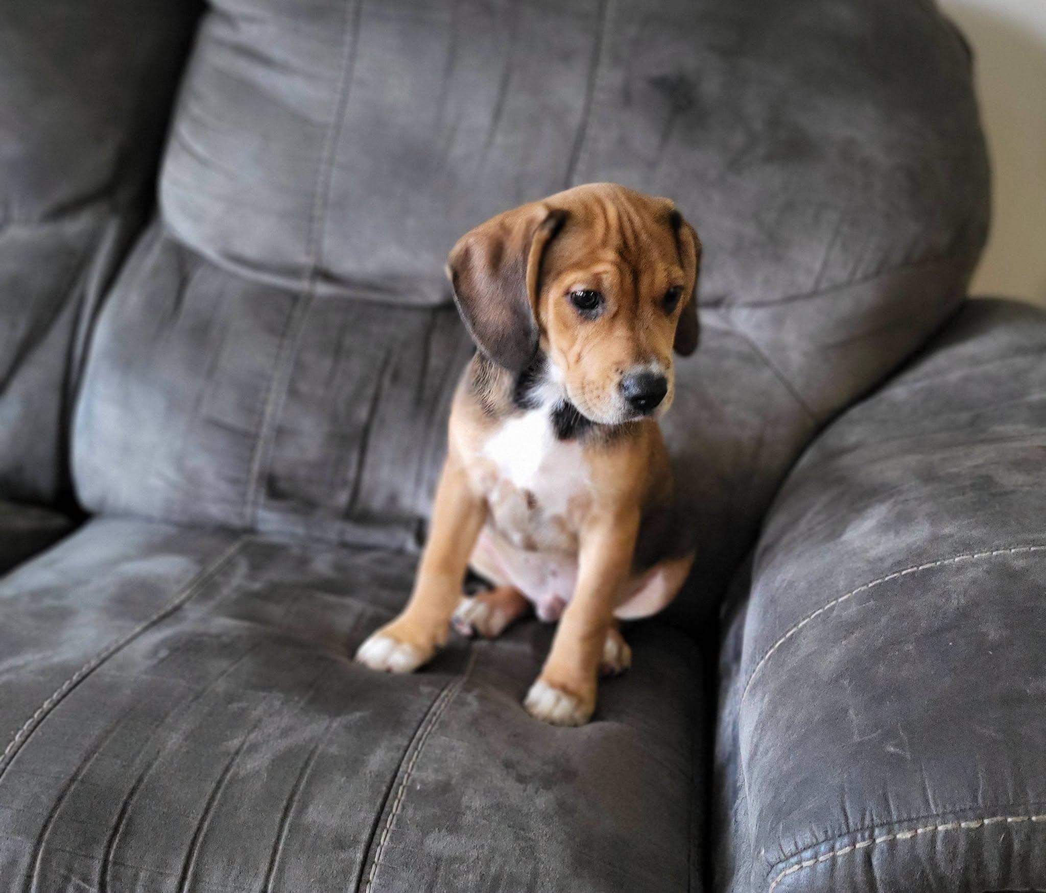 Tito, a ADOPTABLE mixed breed in Petersburg, IN image 6/6