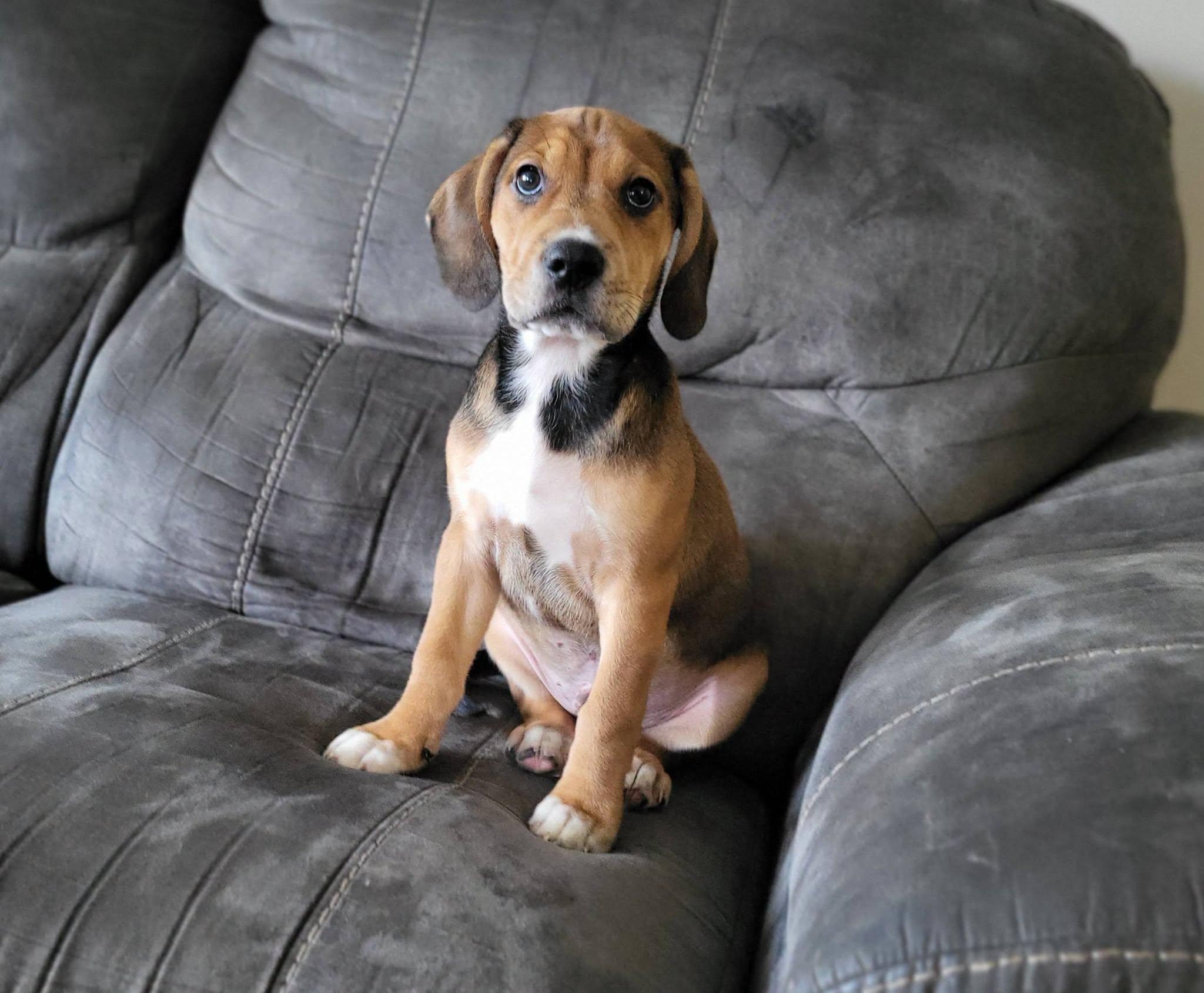 Tito, a ADOPTABLE mixed breed in Petersburg, IN image 1/6