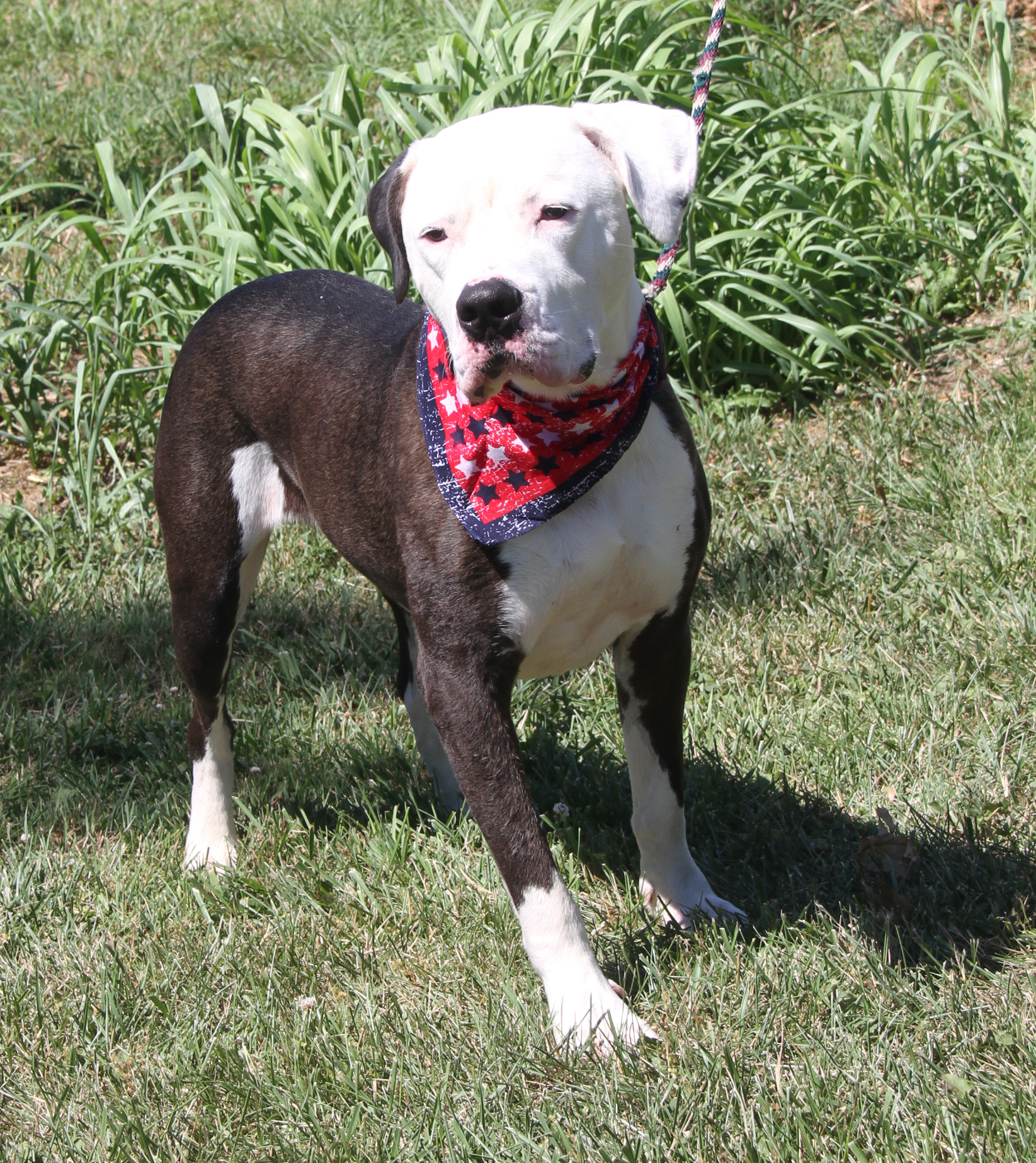 Loki (Neutered) (Photos 7/2/2024), a Adoptable Pit Bull Terrier in Marietta, OH image 2/6