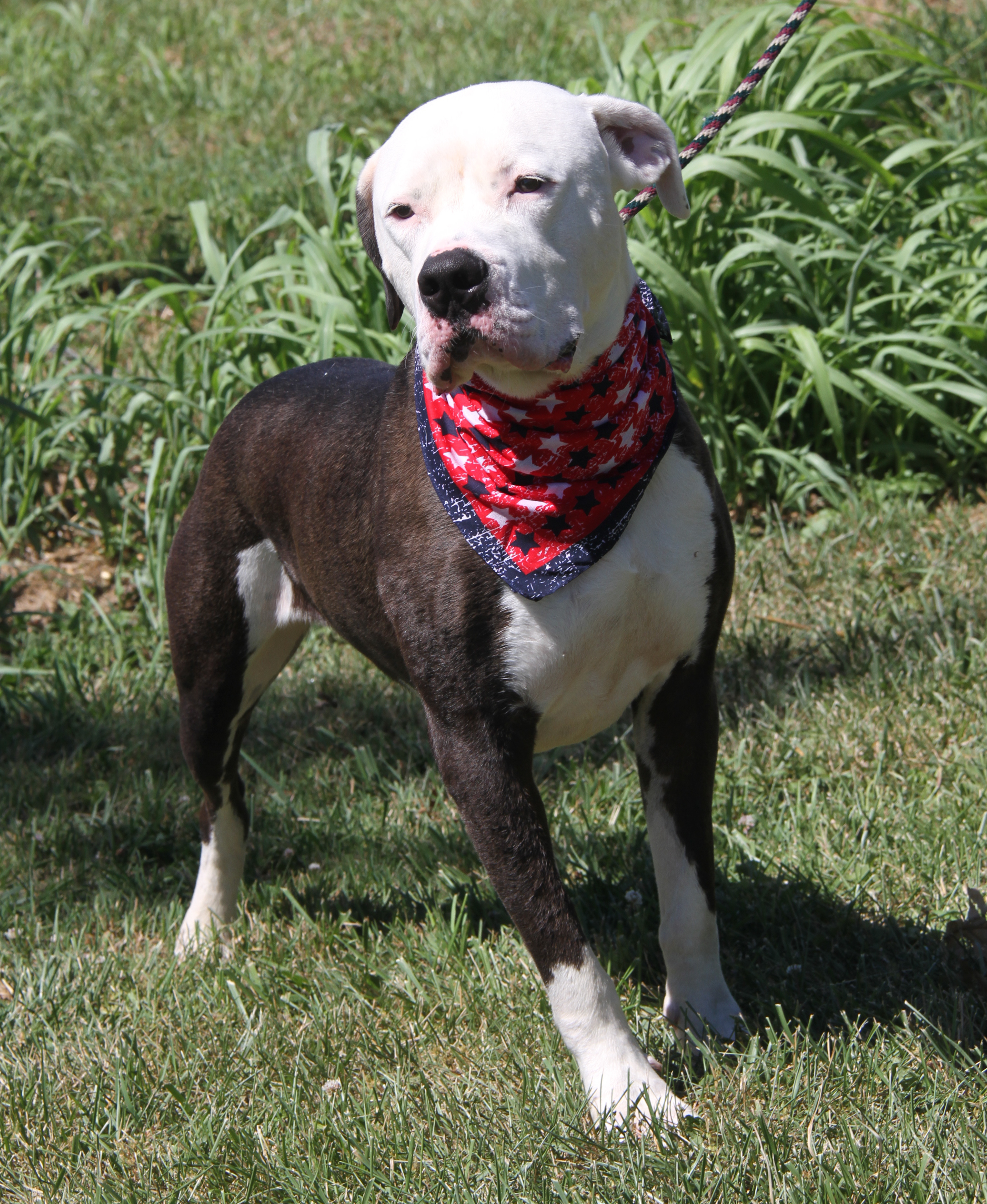 Loki (Neutered) (Photos 7/2/2024), a Adoptable Pit Bull Terrier in Marietta, OH image 6/6