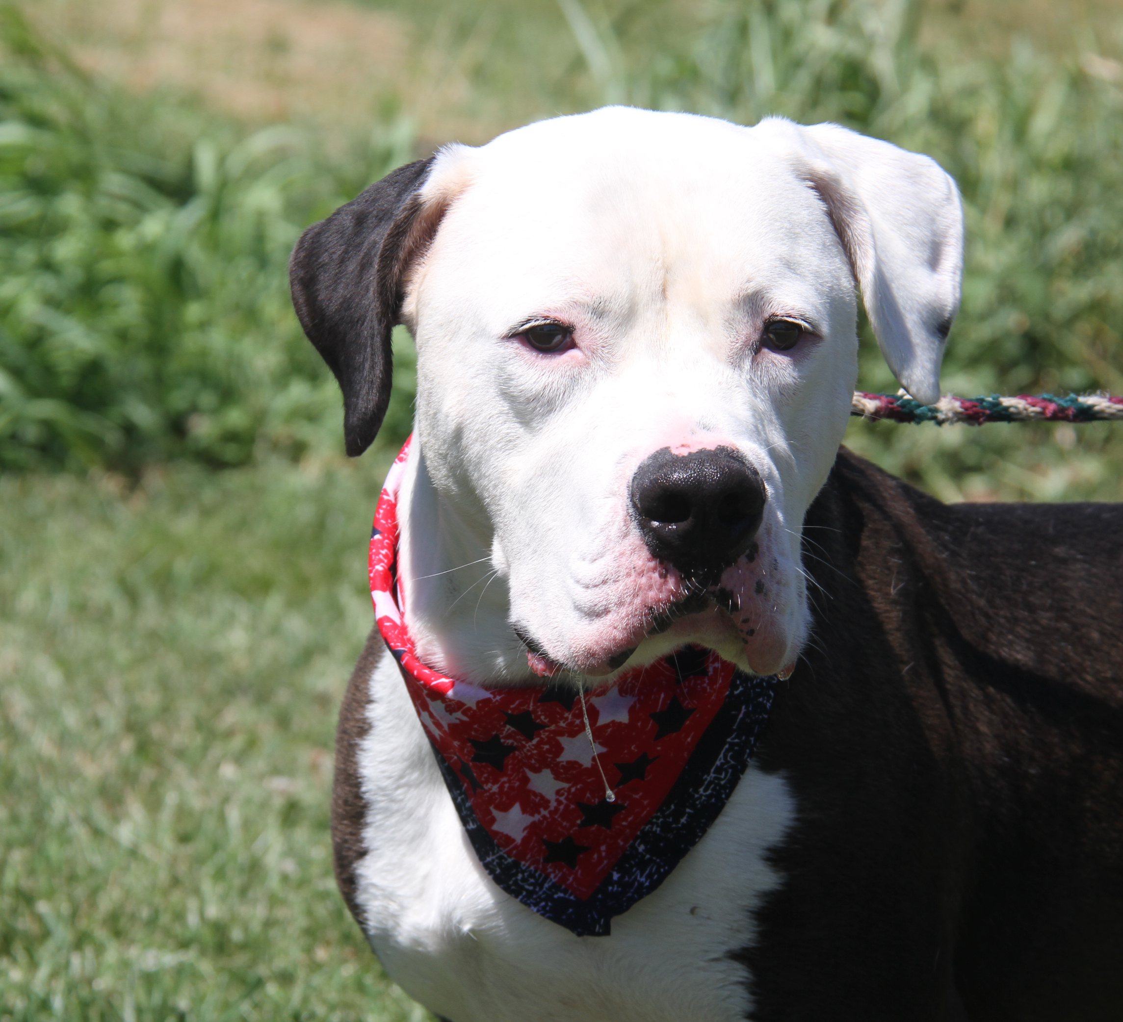 Loki (Neutered) (Photos 7/2/2024), a Adoptable Pit Bull Terrier in Marietta, OH image 5/6
