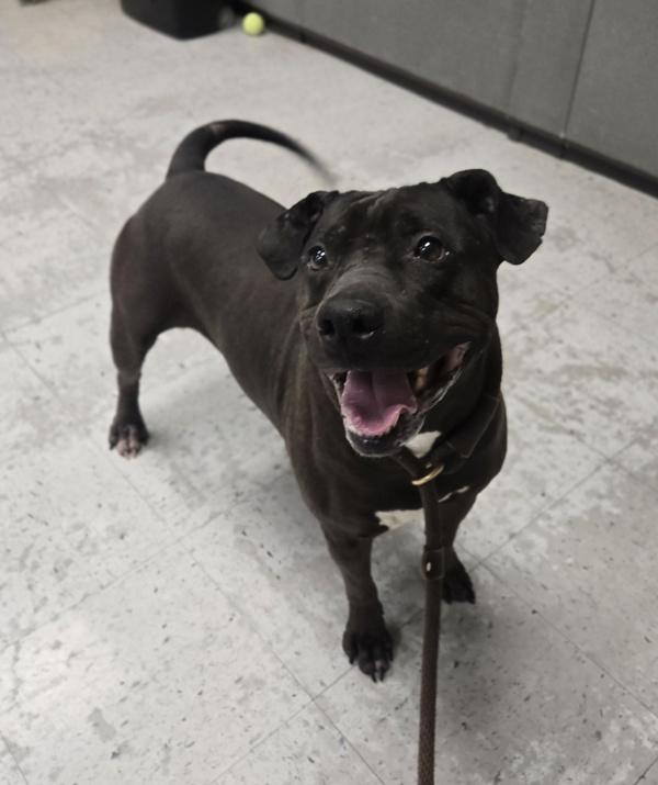 *Belvedere*, Adoptable, Adult Male Pit Bull Terrier.