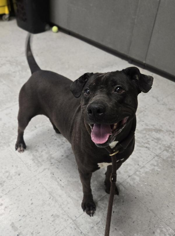 Enlarge *Belvedere*, a Adoptable mixed breed in Salt Lake City, UT image 2/6