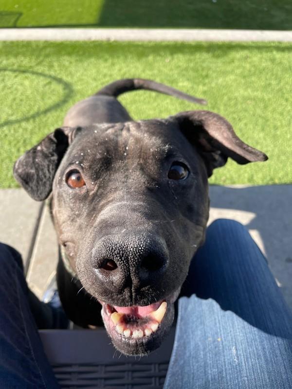 Enlarge *Belvedere*, a Adoptable mixed breed in Salt Lake City, UT image 4/6