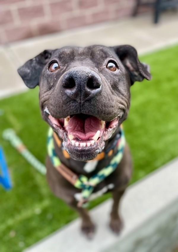 Enlarge *Belvedere*, a Adoptable mixed breed in Salt Lake City, UT image 5/6