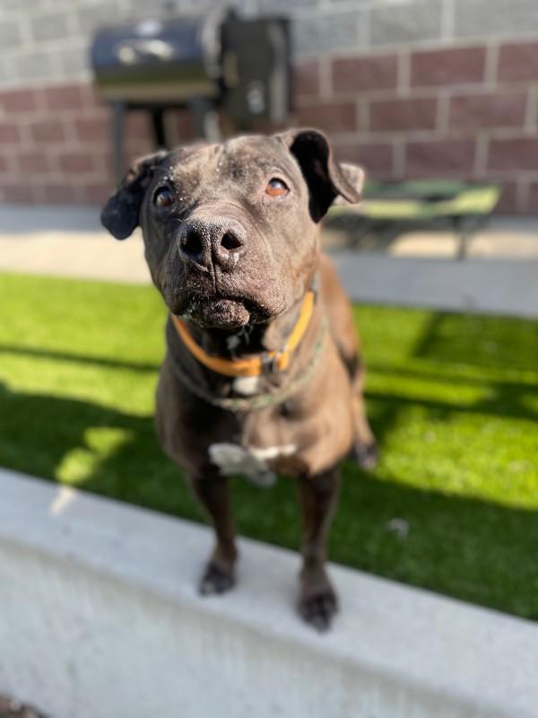 Enlarge *Belvedere*, a Adoptable mixed breed in Salt Lake City, UT image 6/6