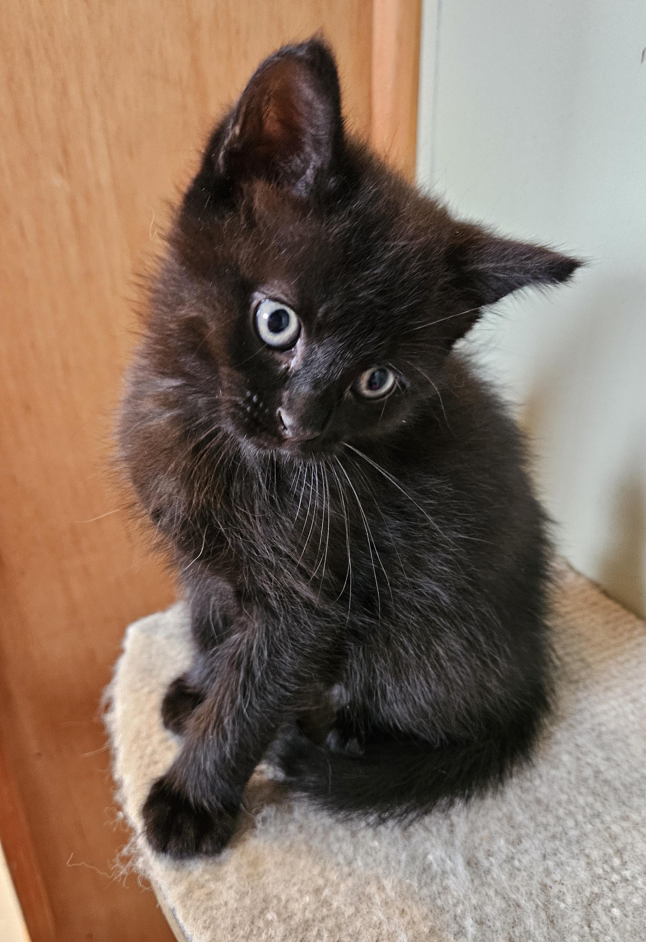 Enlarge Bitsie, a Adoptable Domestic Short Hair in Brockport, NY image 5/6