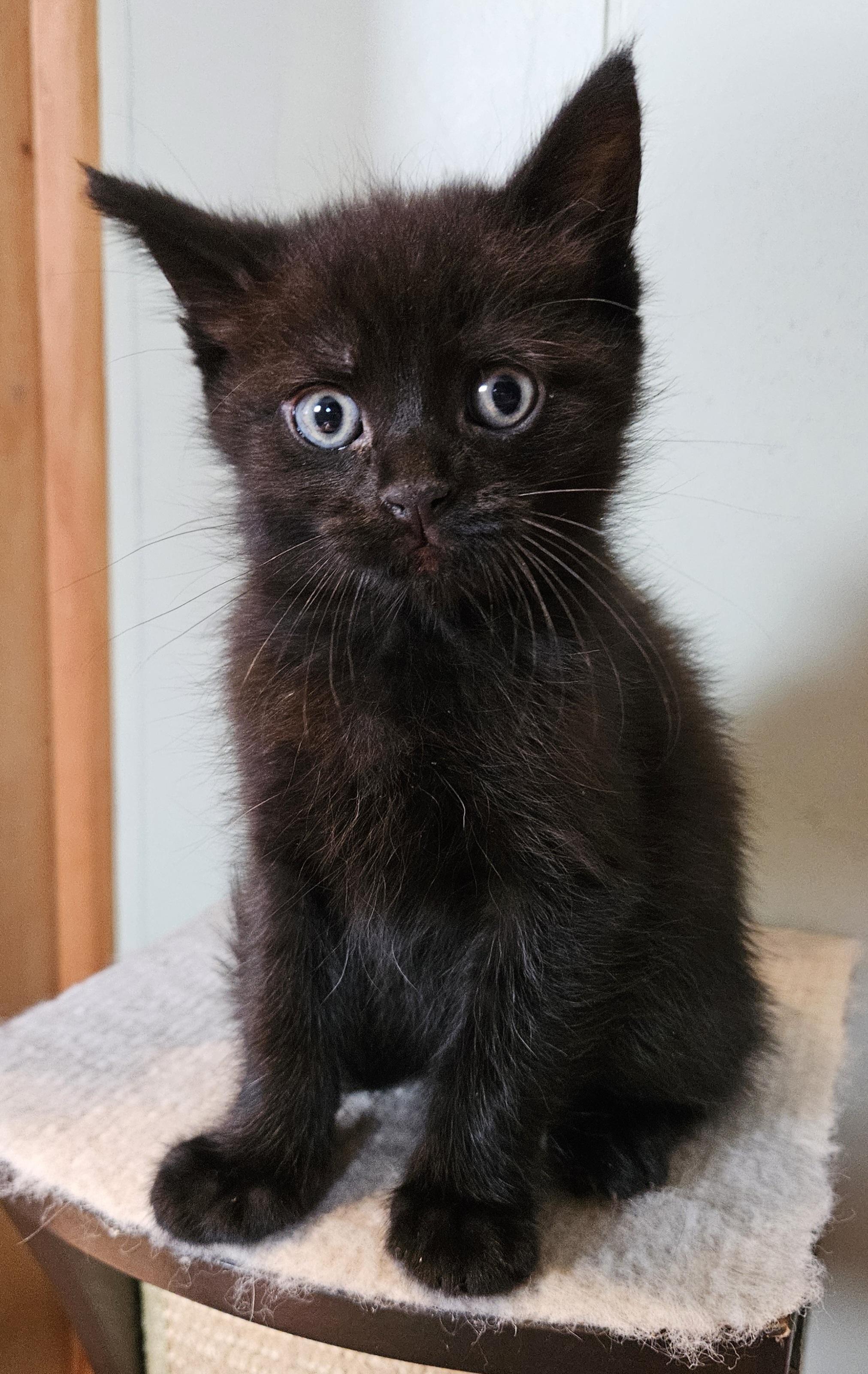 Enlarge Bitsie, a Adoptable Domestic Short Hair in Brockport, NY image 4/6