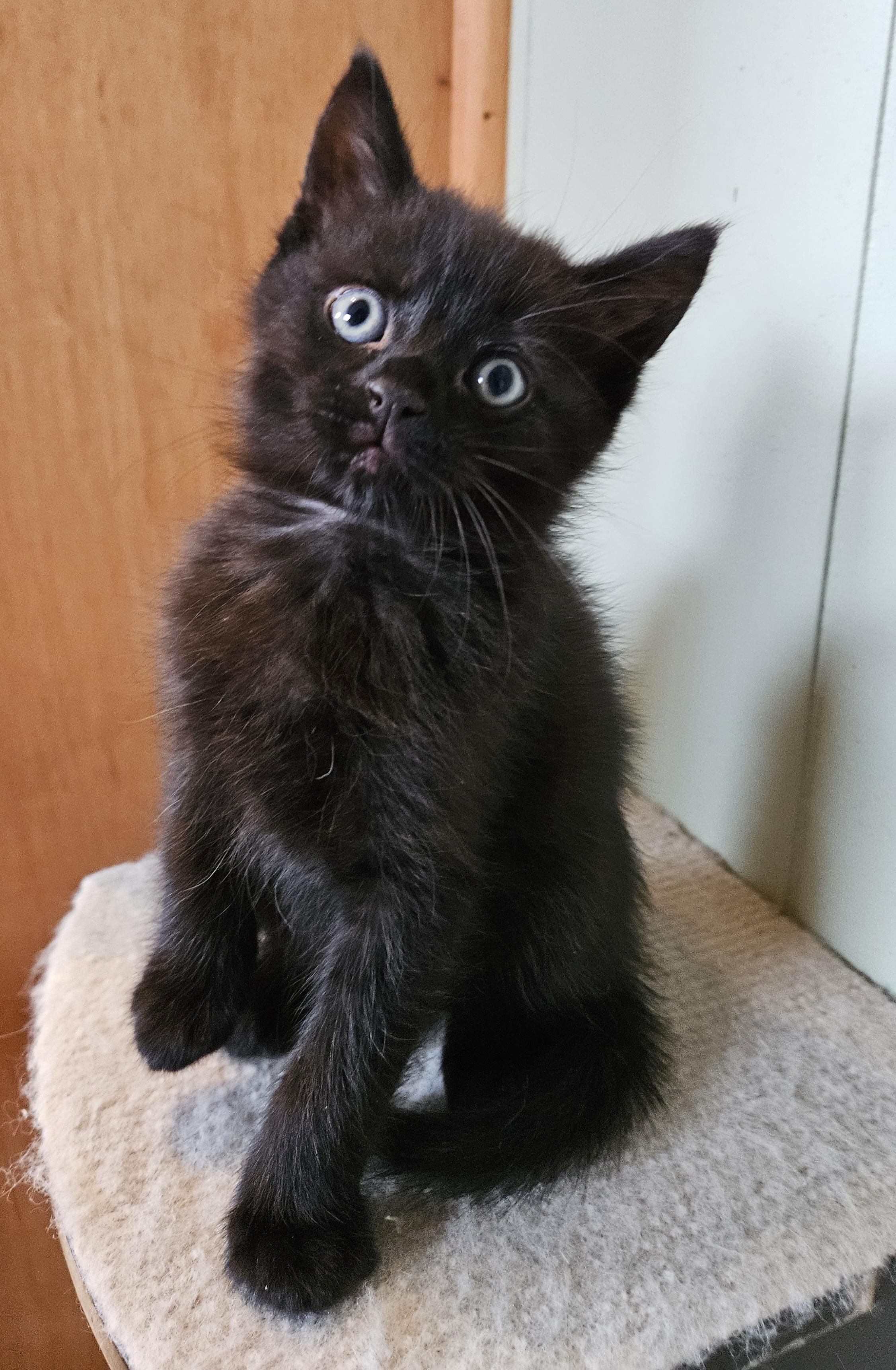 Bitsie, Adoptable, Kitten Female Domestic Short Hair.