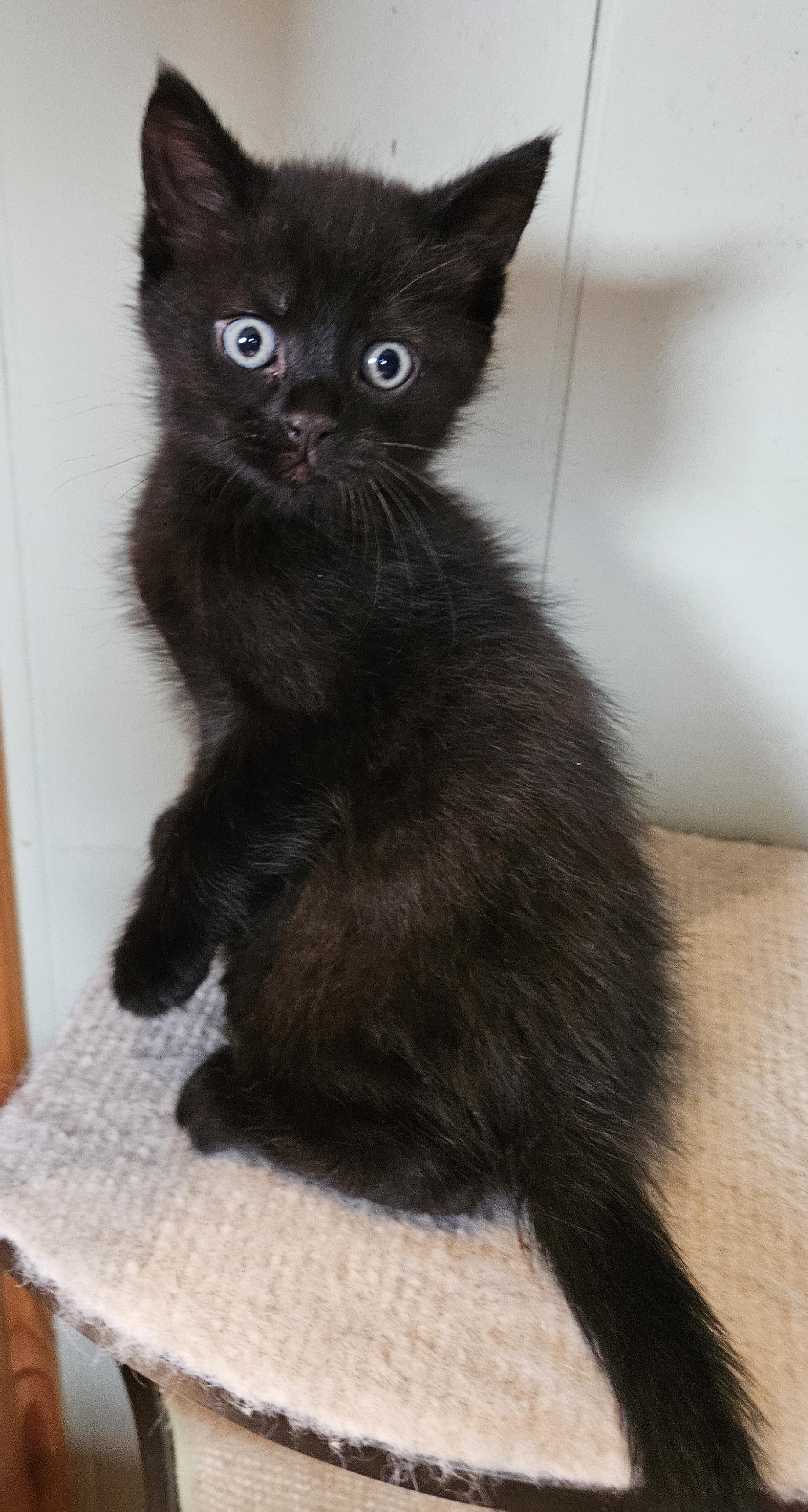 Enlarge Bitsie, a Adoptable Domestic Short Hair in Brockport, NY image 3/6