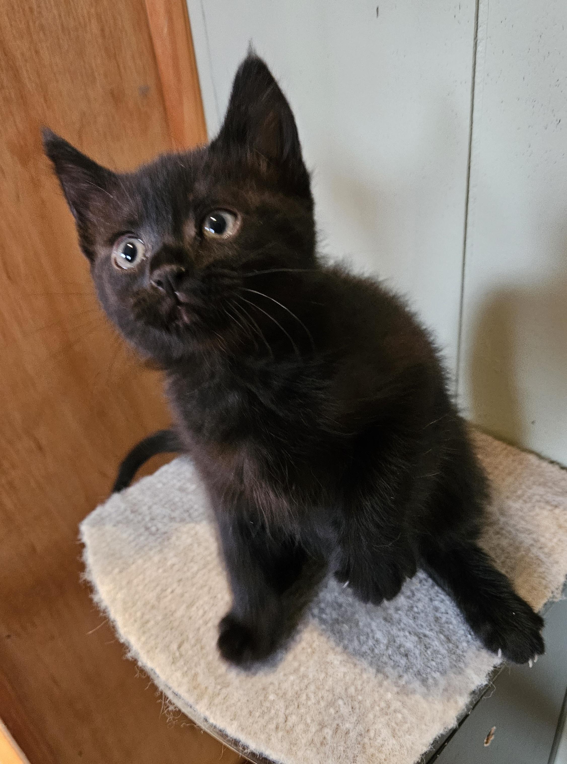 Enlarge Bitsie, a Adoptable Domestic Short Hair in Brockport, NY image 6/6