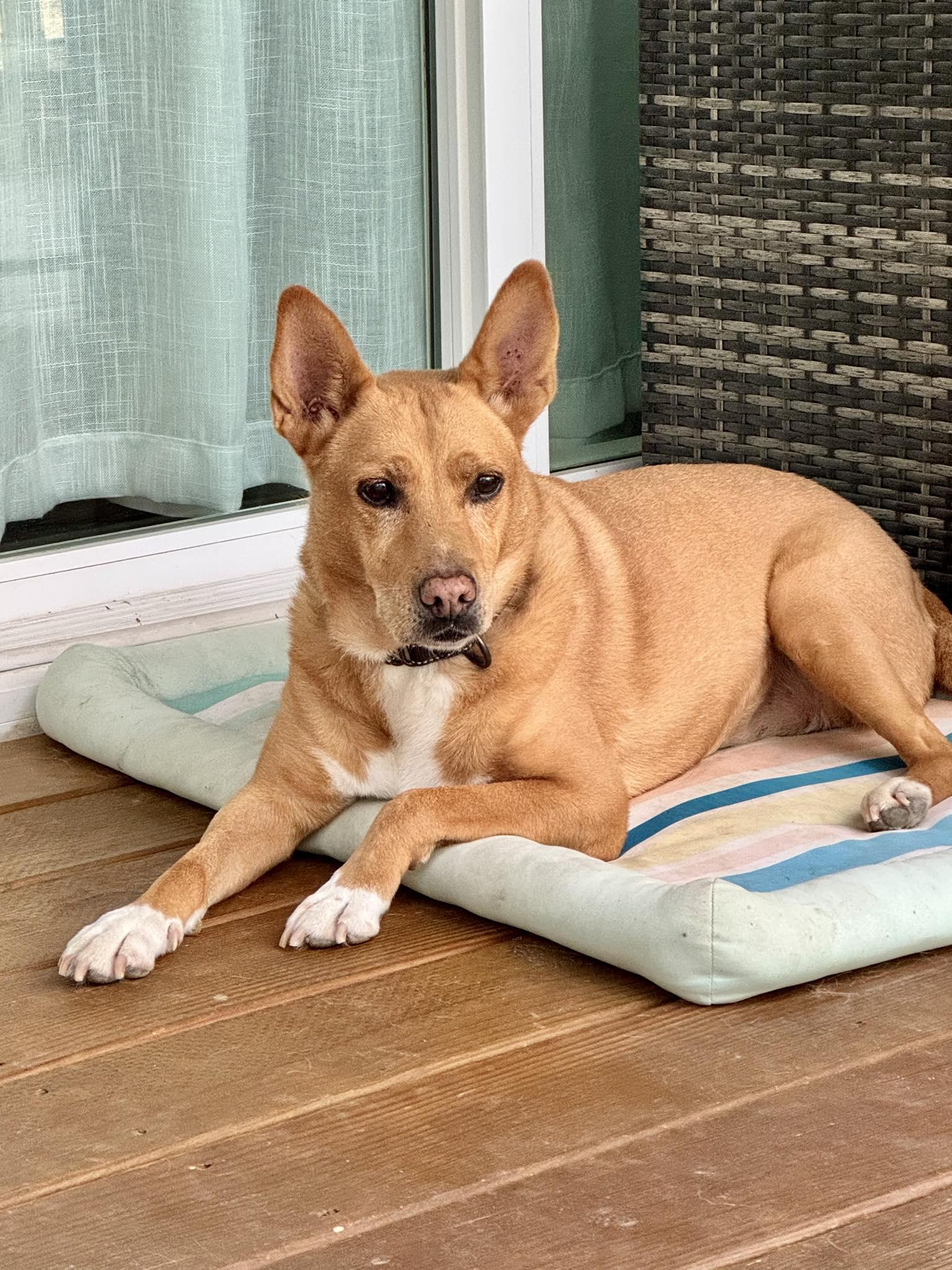 Lola (ae), a Adoptable Carolina Dog in White Bluff, TN image 1/3