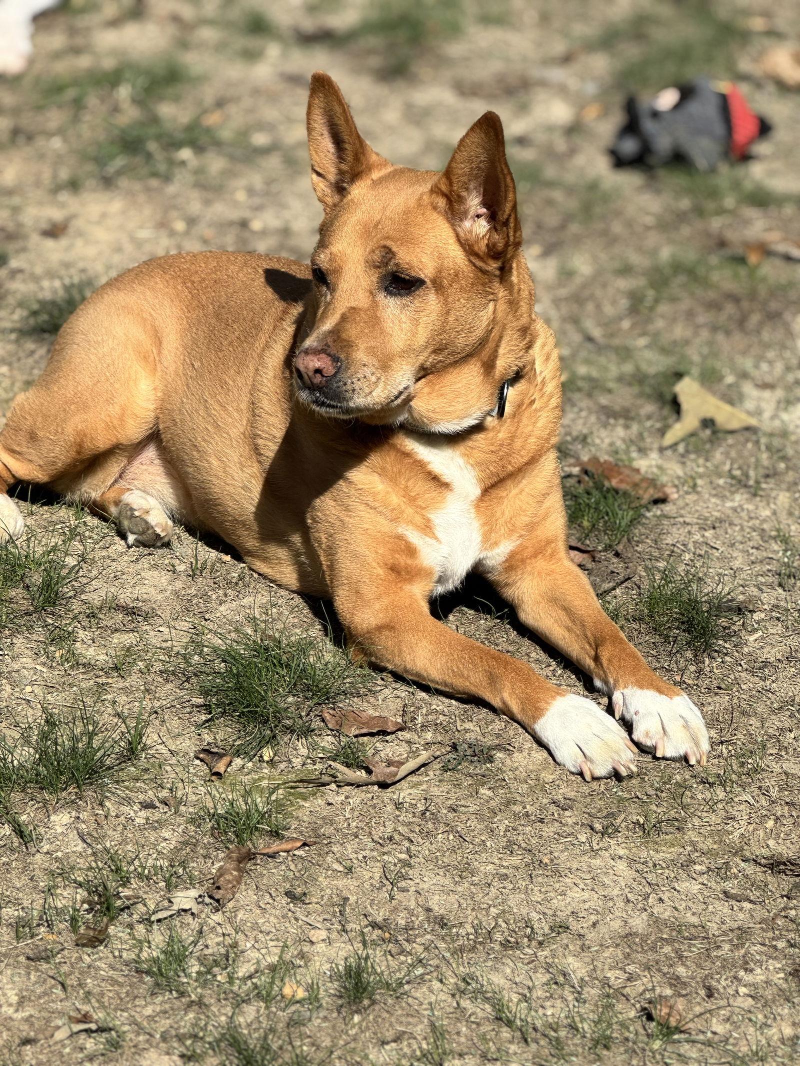 Lola  (ae), Adoptable, Adult Female Rat Terrier & Chow Chow.