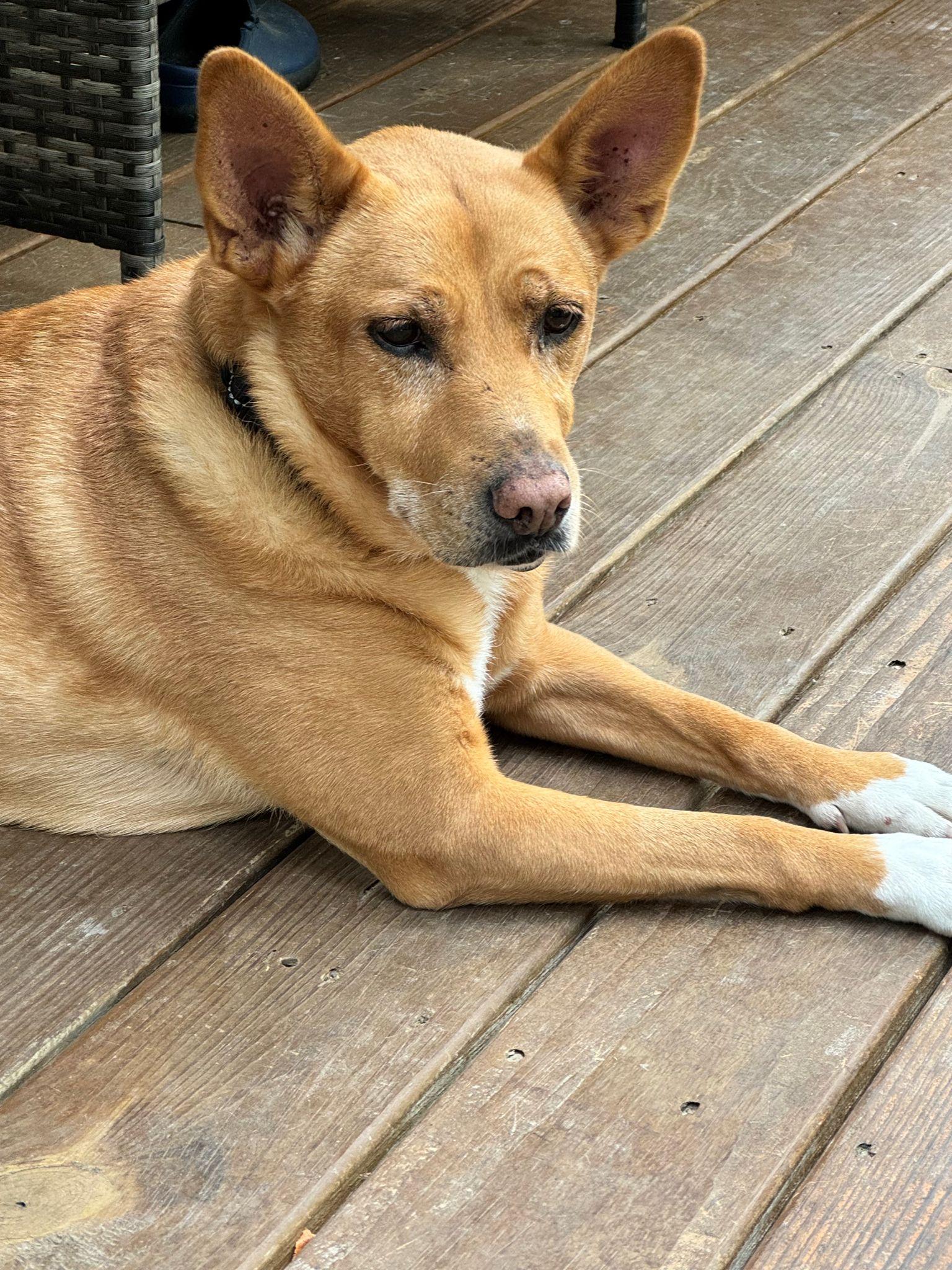 Lola (ae), a Adoptable Carolina Dog in White Bluff, TN image 2/3