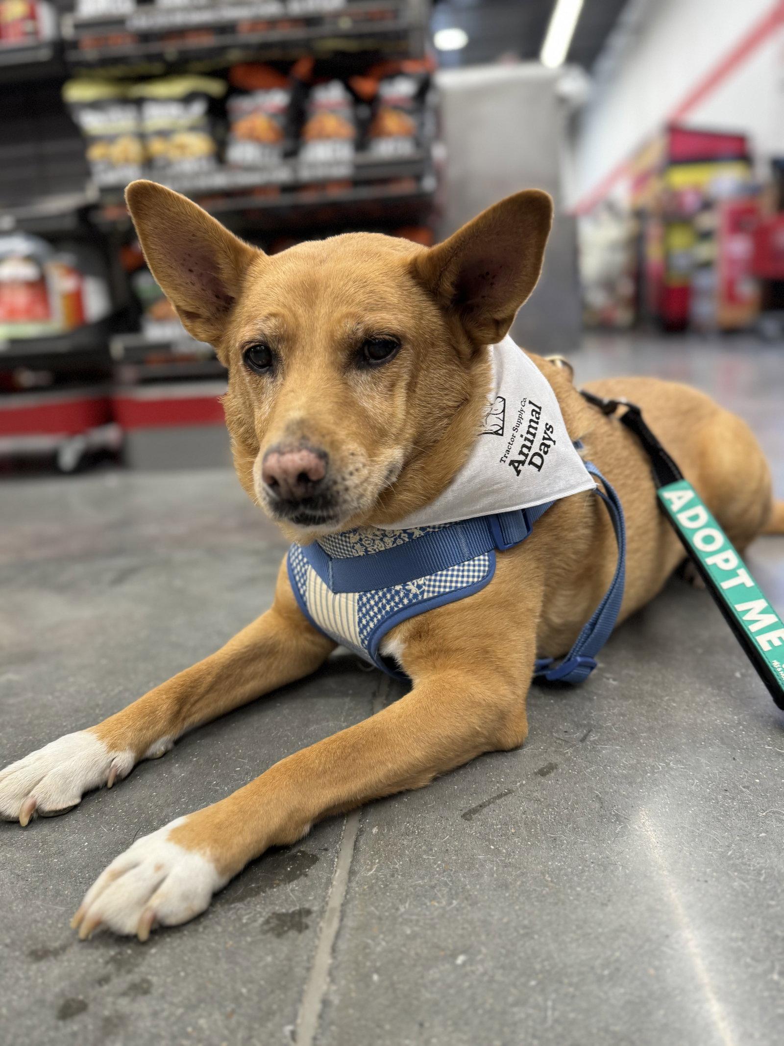 Lola (ae), Adoptable, Adult Female Rat Terrier & Chow Chow.