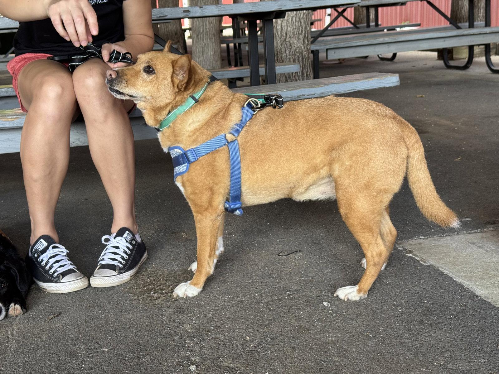 Enlarge Lola  (ae), a Adoptable mixed breed in White Bluff, TN image 1/3