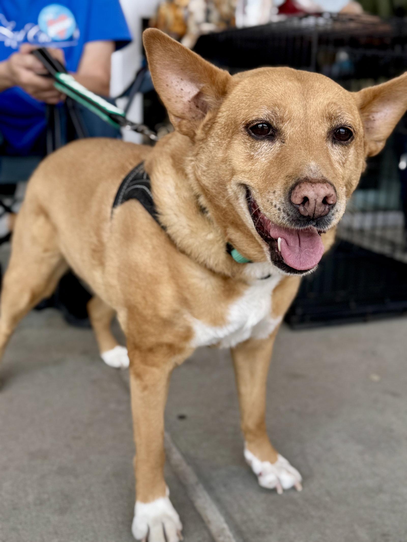 Enlarge Lola  (ae), a Adoptable mixed breed in White Bluff, TN image 1/3