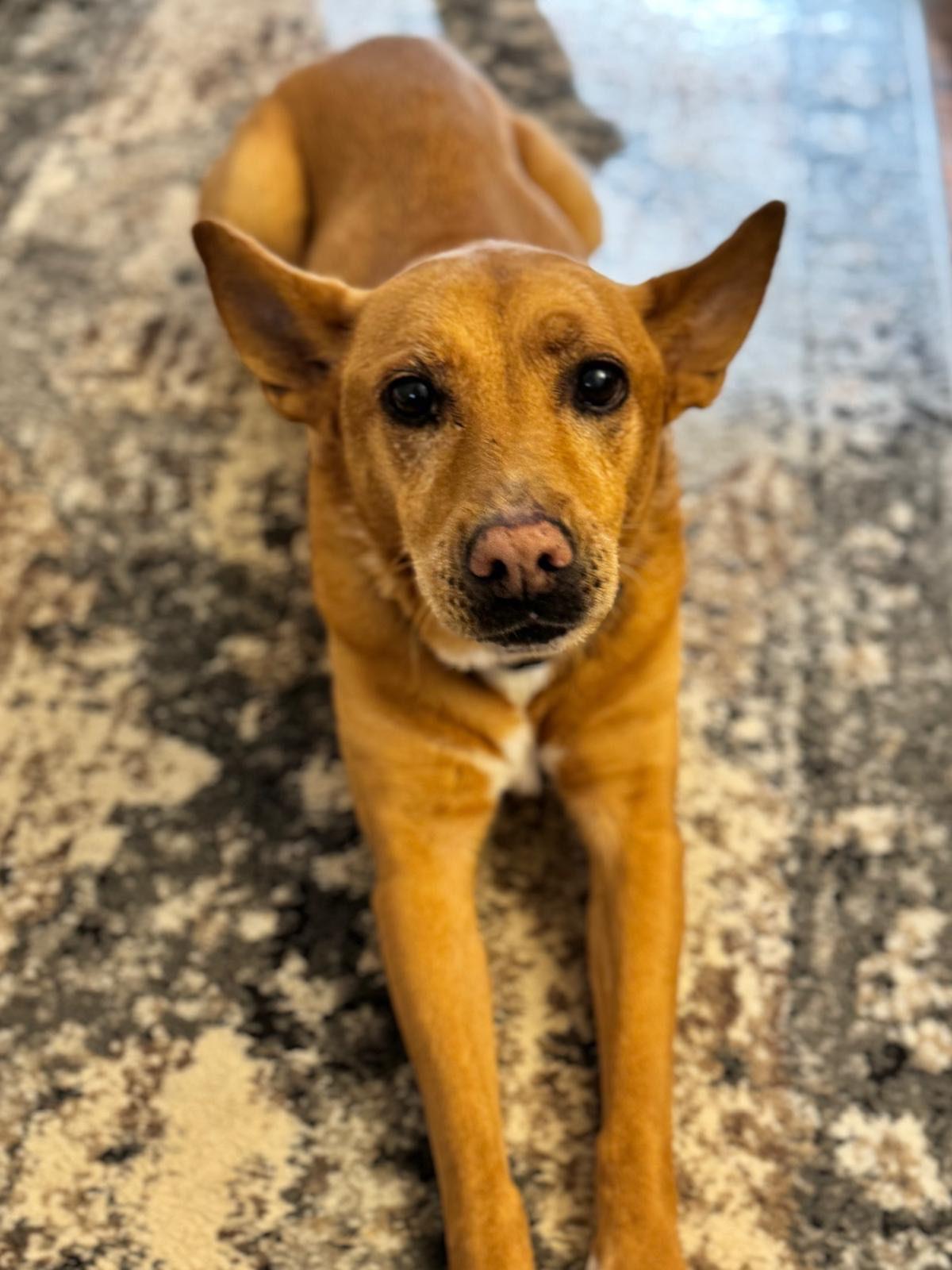 Lola (ae), a Adoptable Carolina Dog in White Bluff, TN image 3/3
